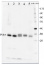 PsbA | D1 protein of PSII, C-terminal (chicken)
